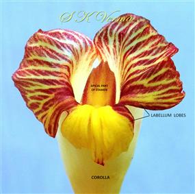 Three  lobes of labellum surrounding  apical part of stamen